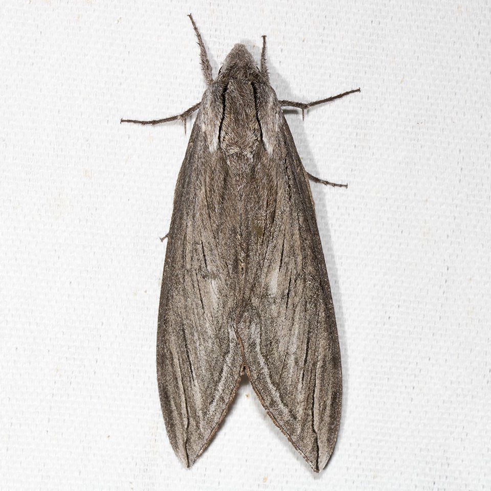 Sphinx chersis