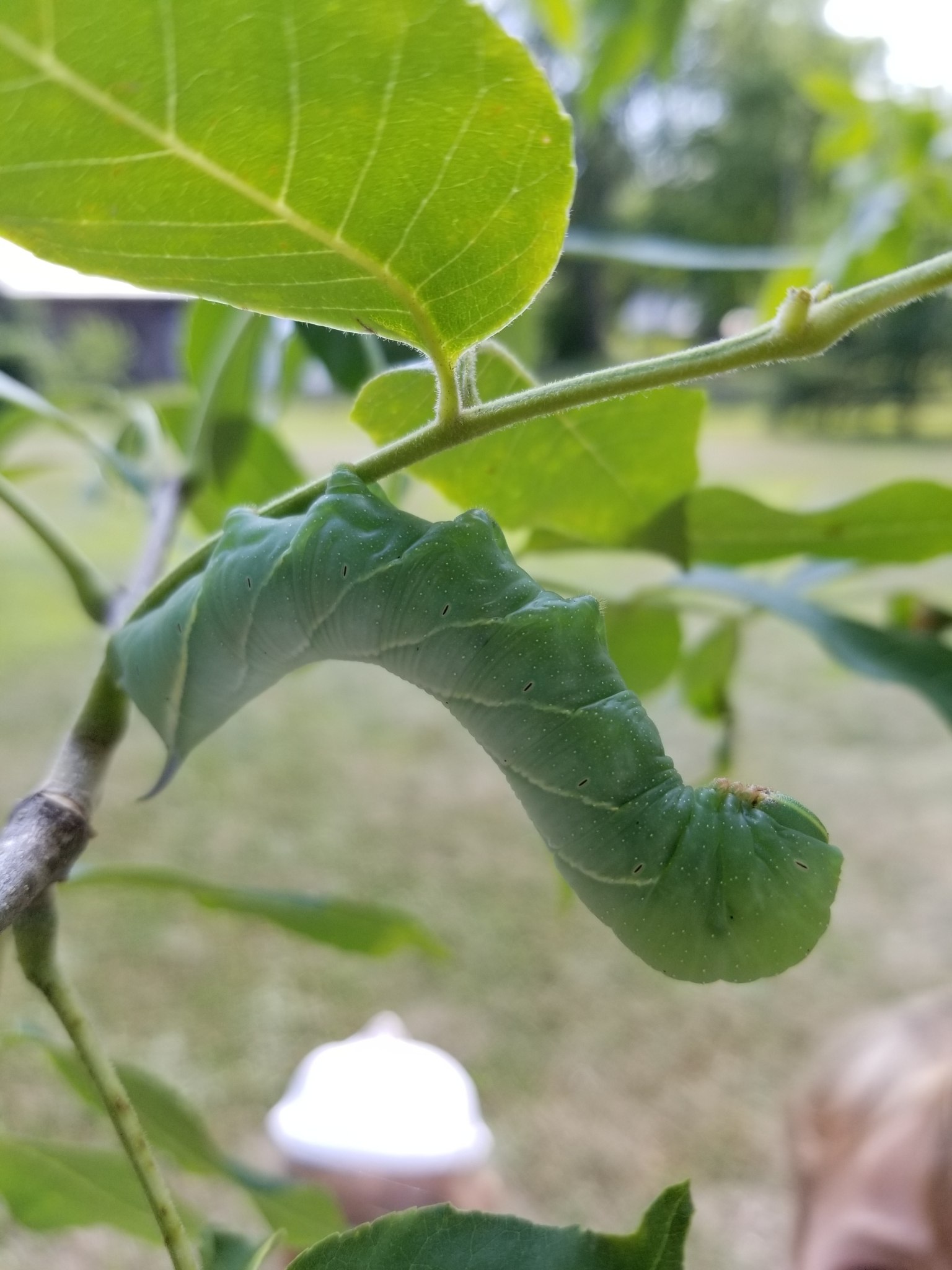 Sphinx chersis