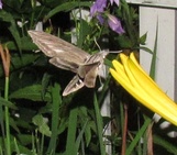 Sphinx chersis