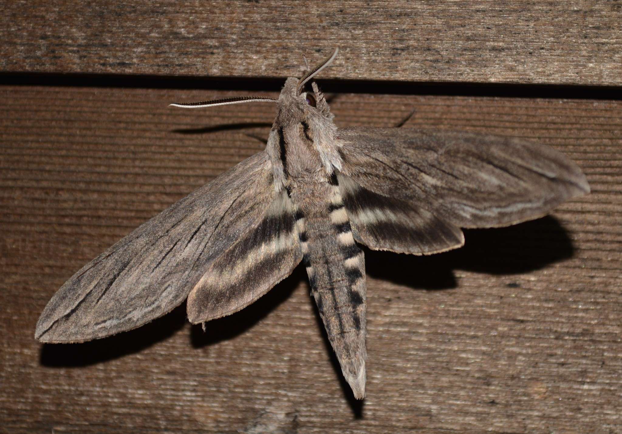Sphinx chersis