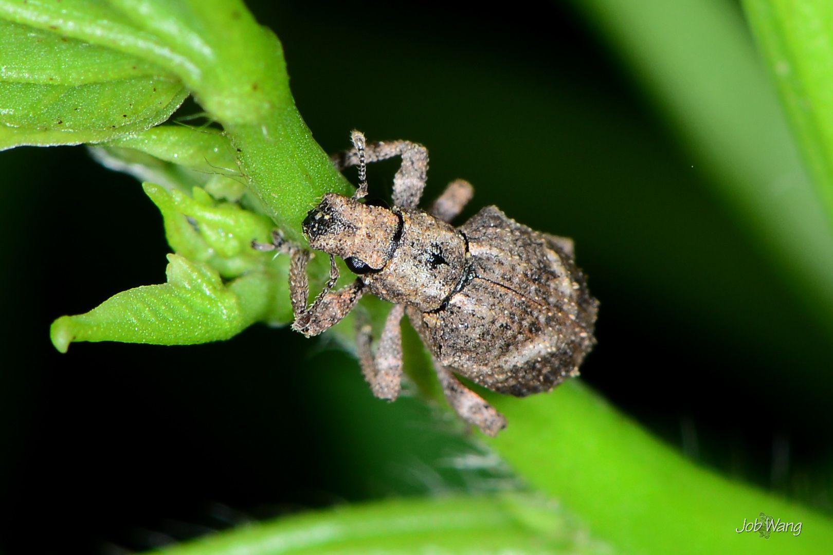 Blosyrus asellus