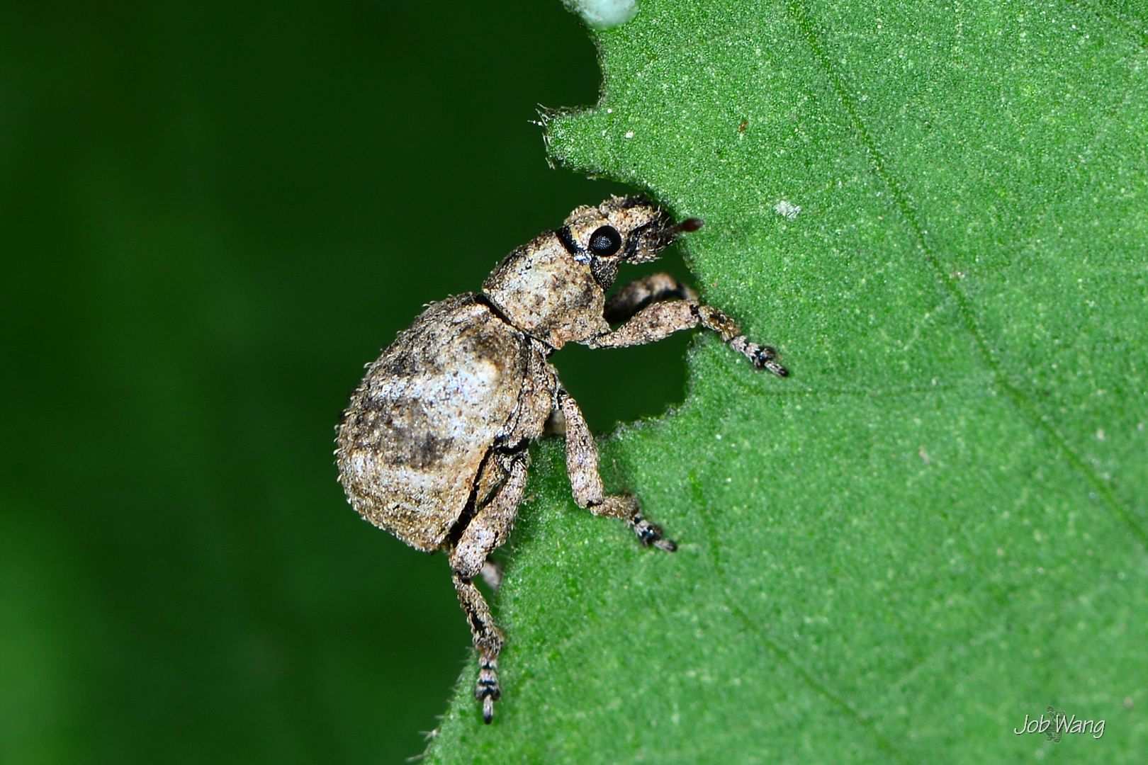 Blosyrus asellus