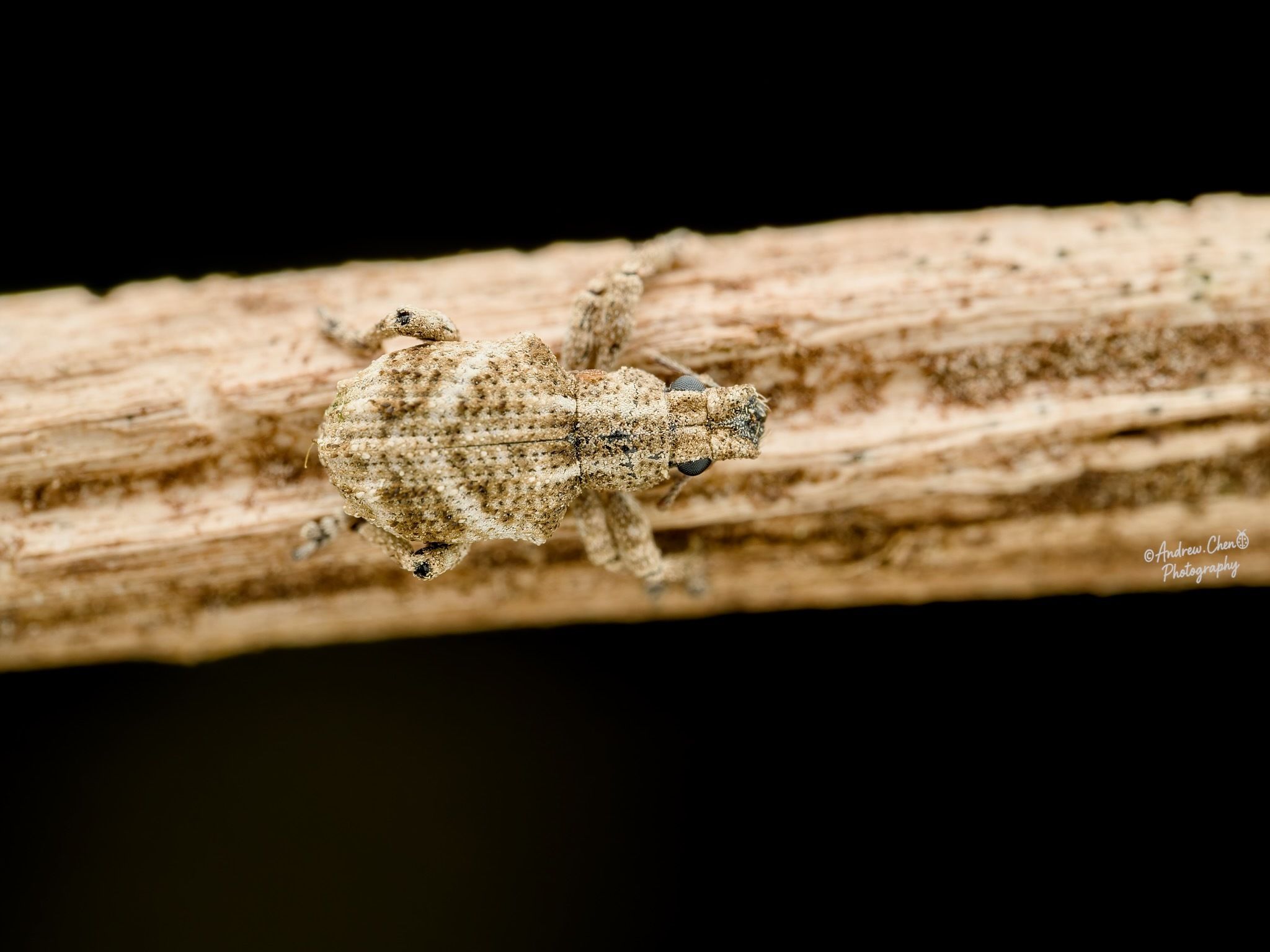 Blosyrus asellus