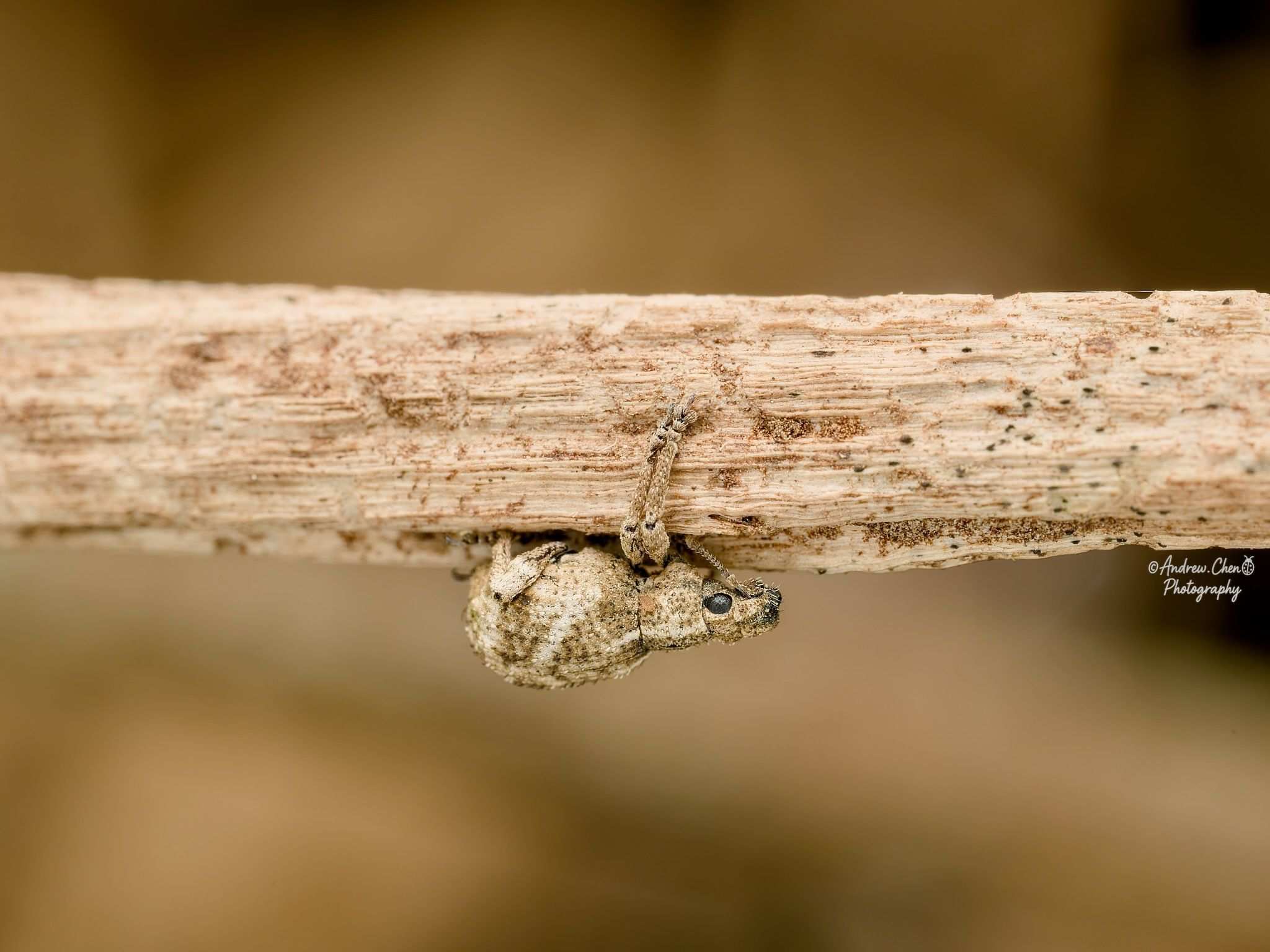 Blosyrus asellus