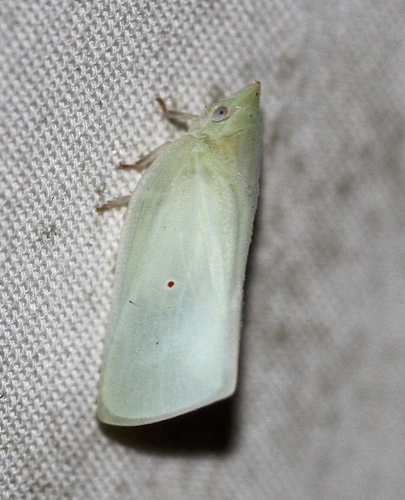 Colgaroides acuminata