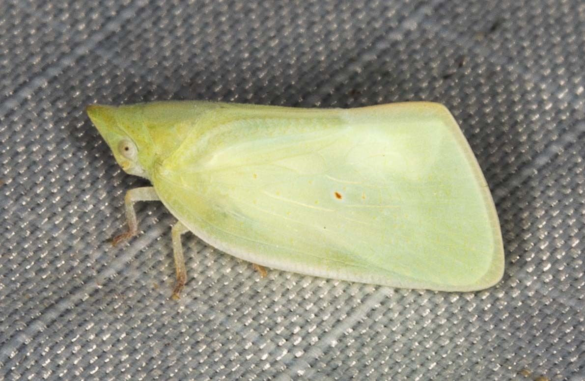 Colgaroides acuminata