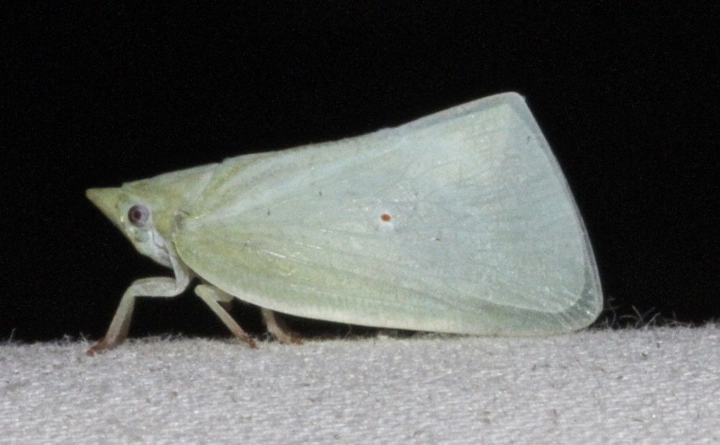 Colgaroides acuminata