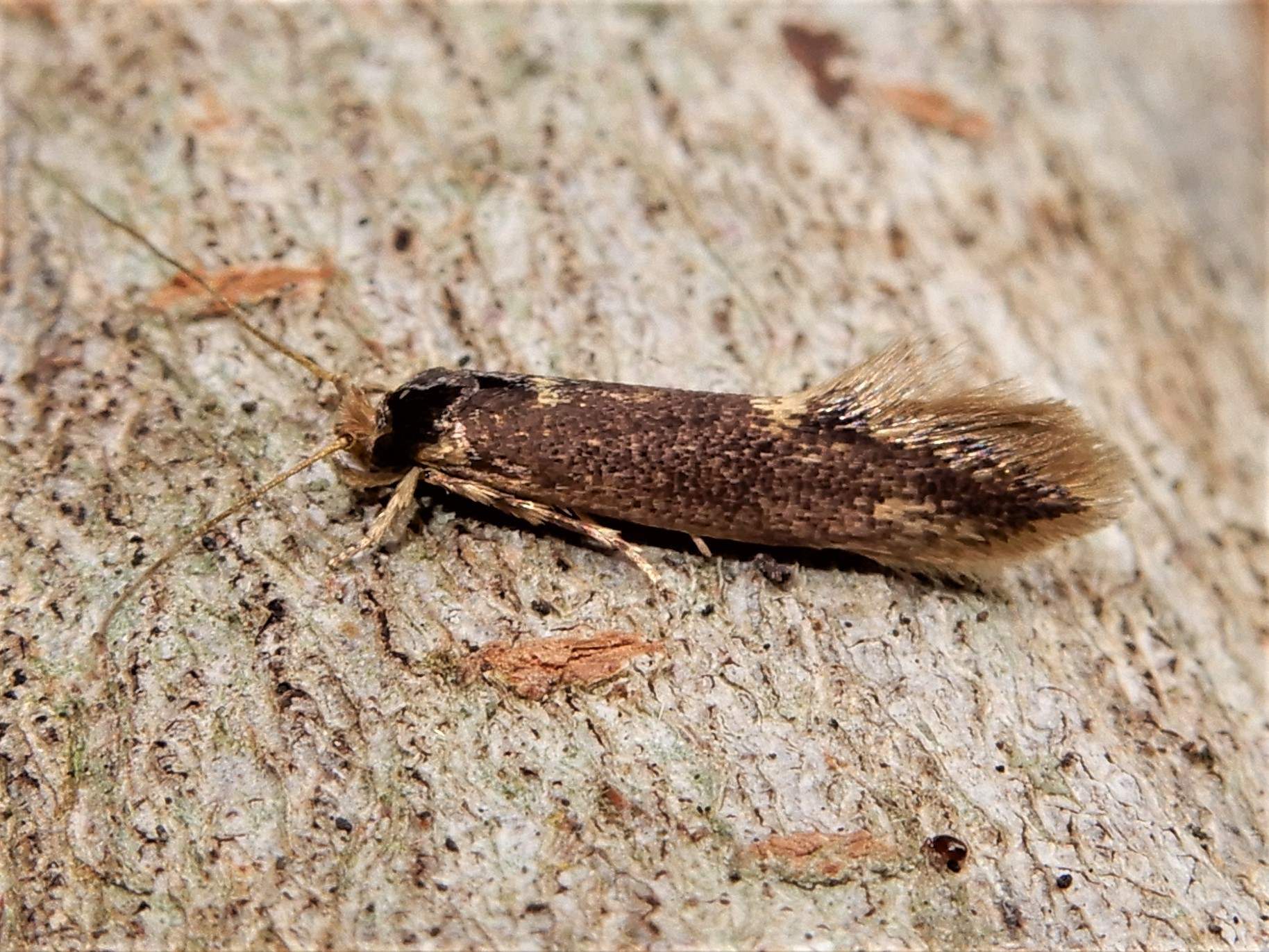 Opogona omoscopa