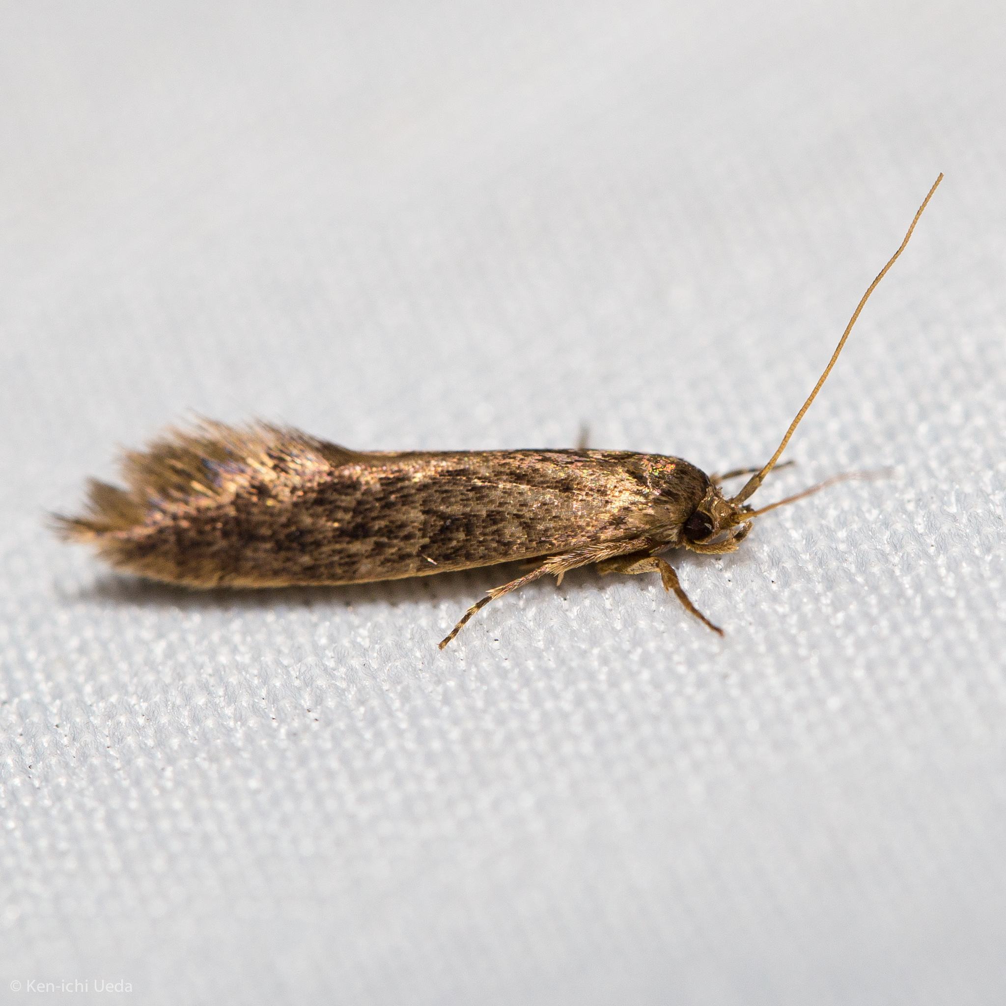 Opogona omoscopa