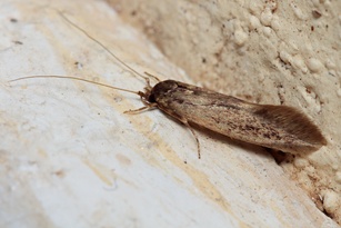 Opogona omoscopa