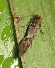 Opogona omoscopa
