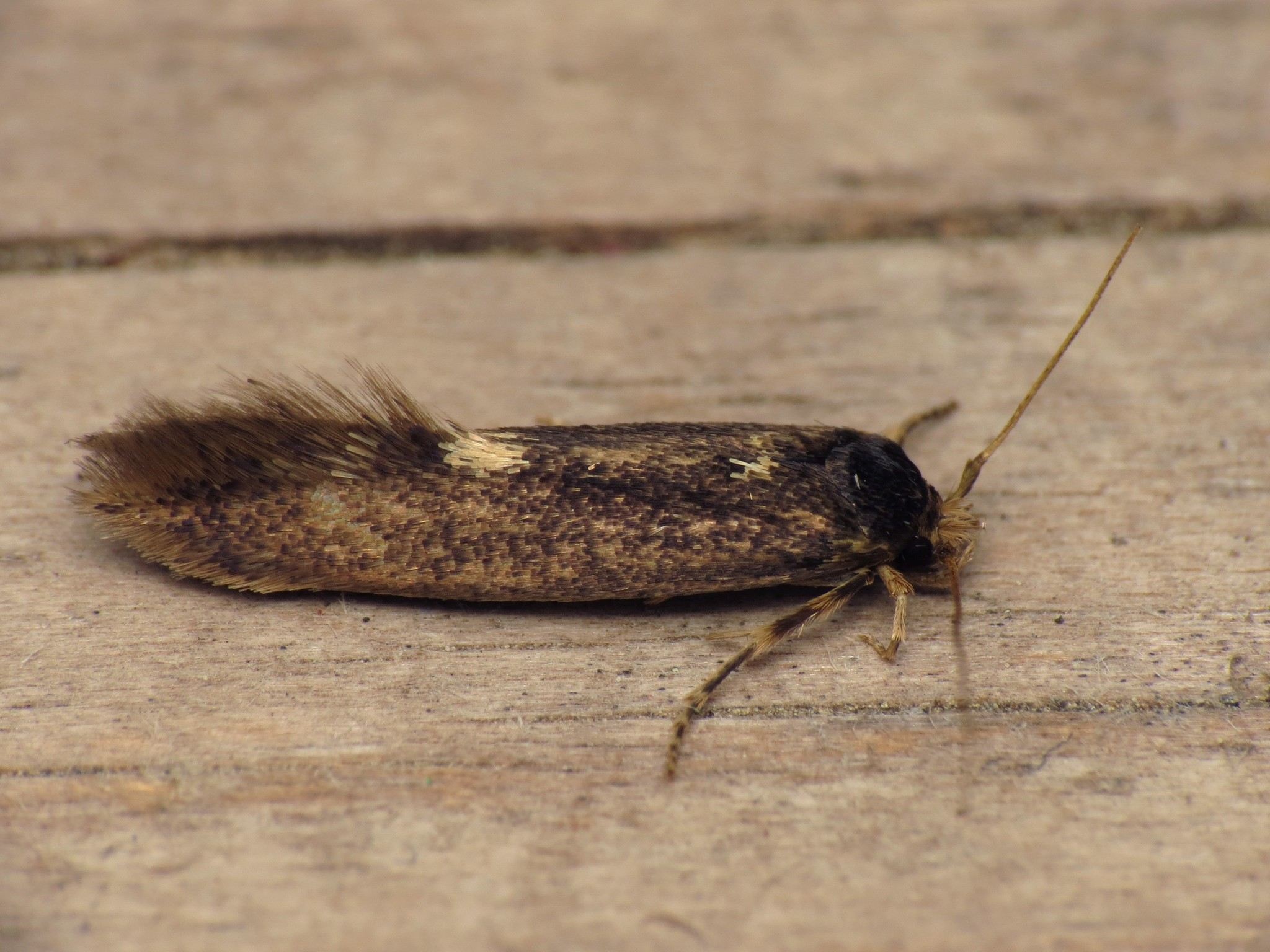 Opogona omoscopa