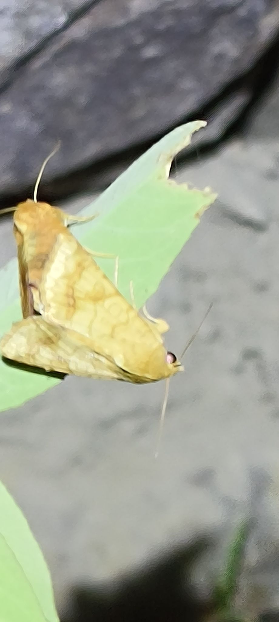 Helicoverpa assulta