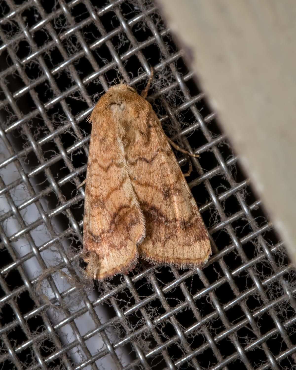 Helicoverpa assulta