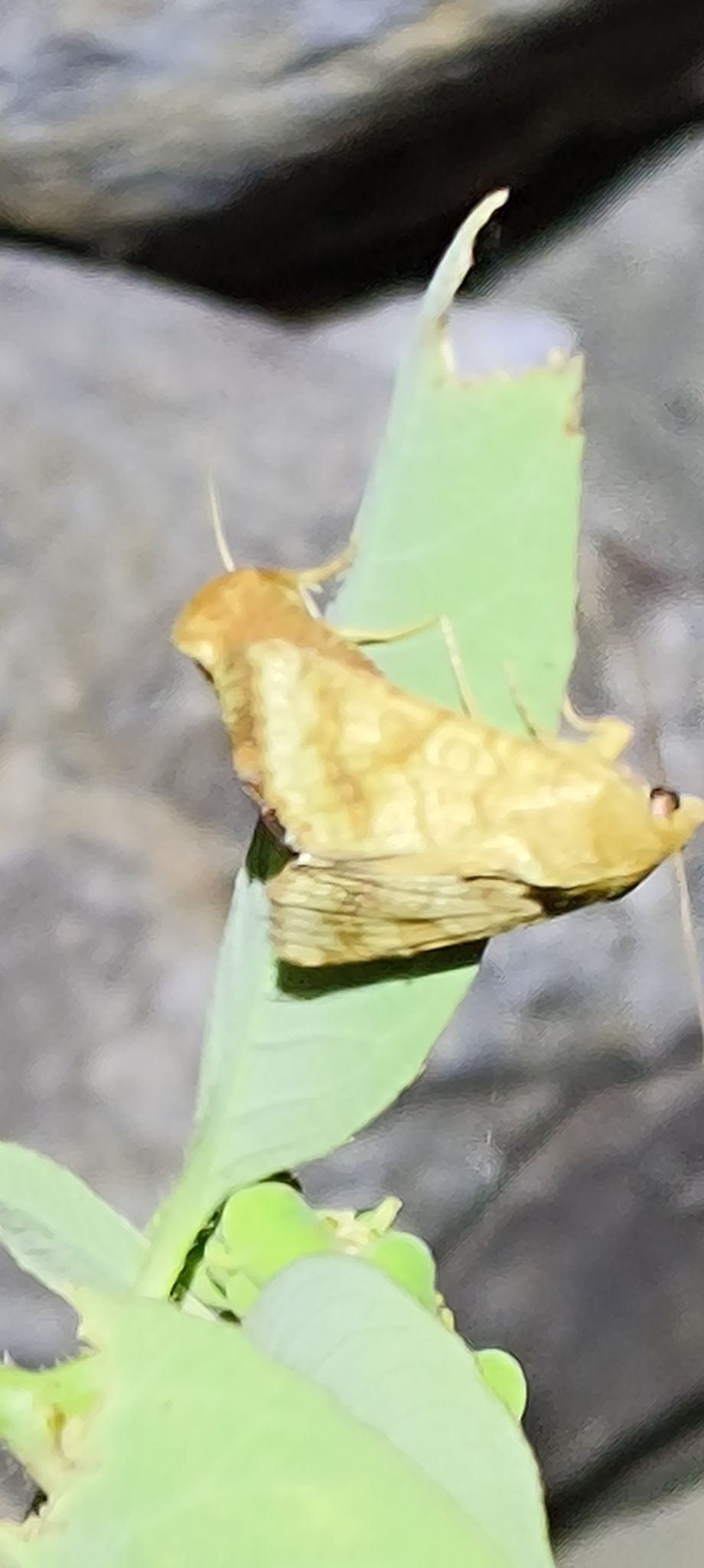 Helicoverpa assulta