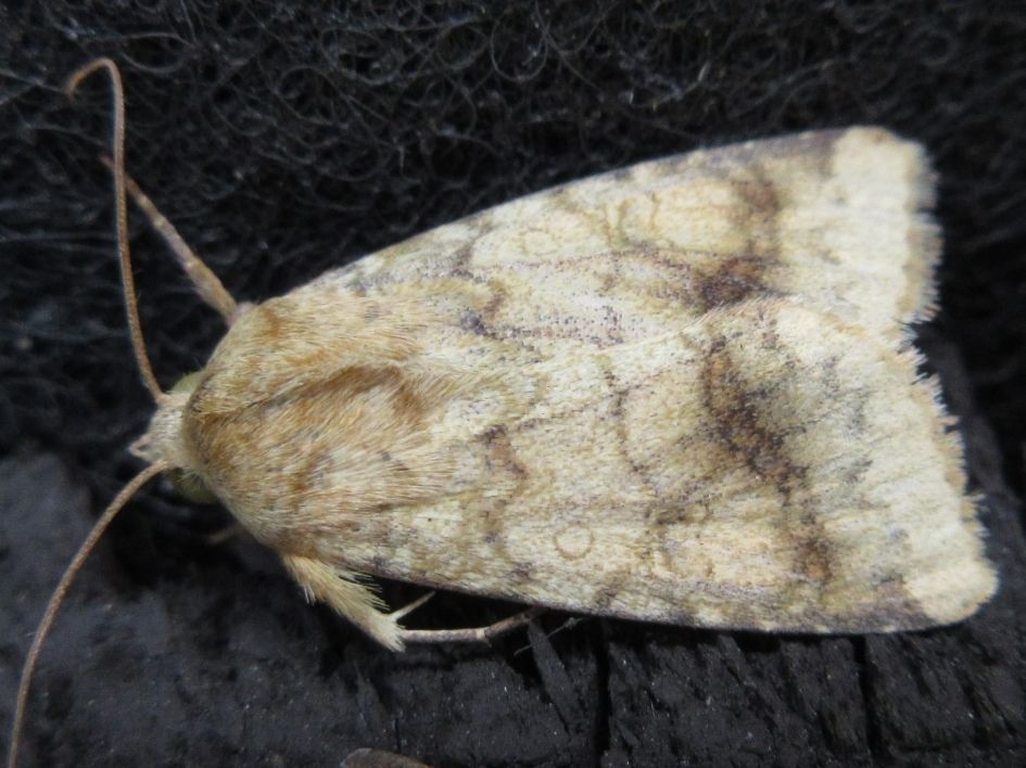 Helicoverpa assulta