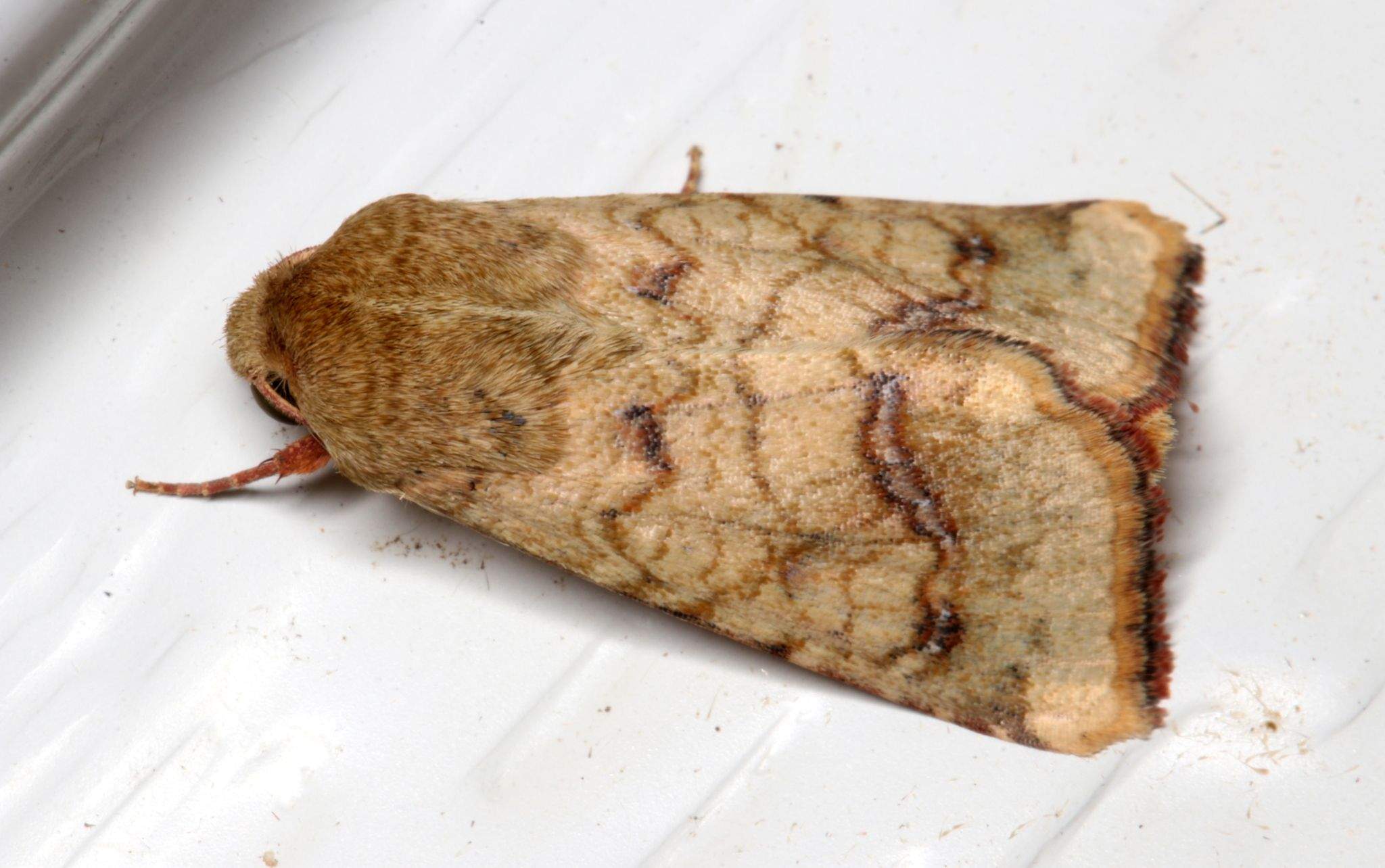 Helicoverpa assulta