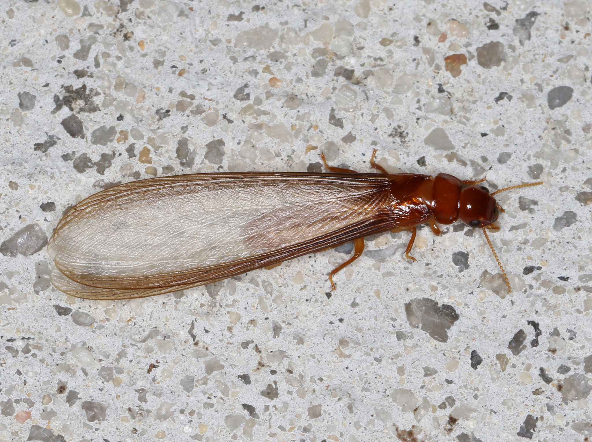 Neotermes insularis