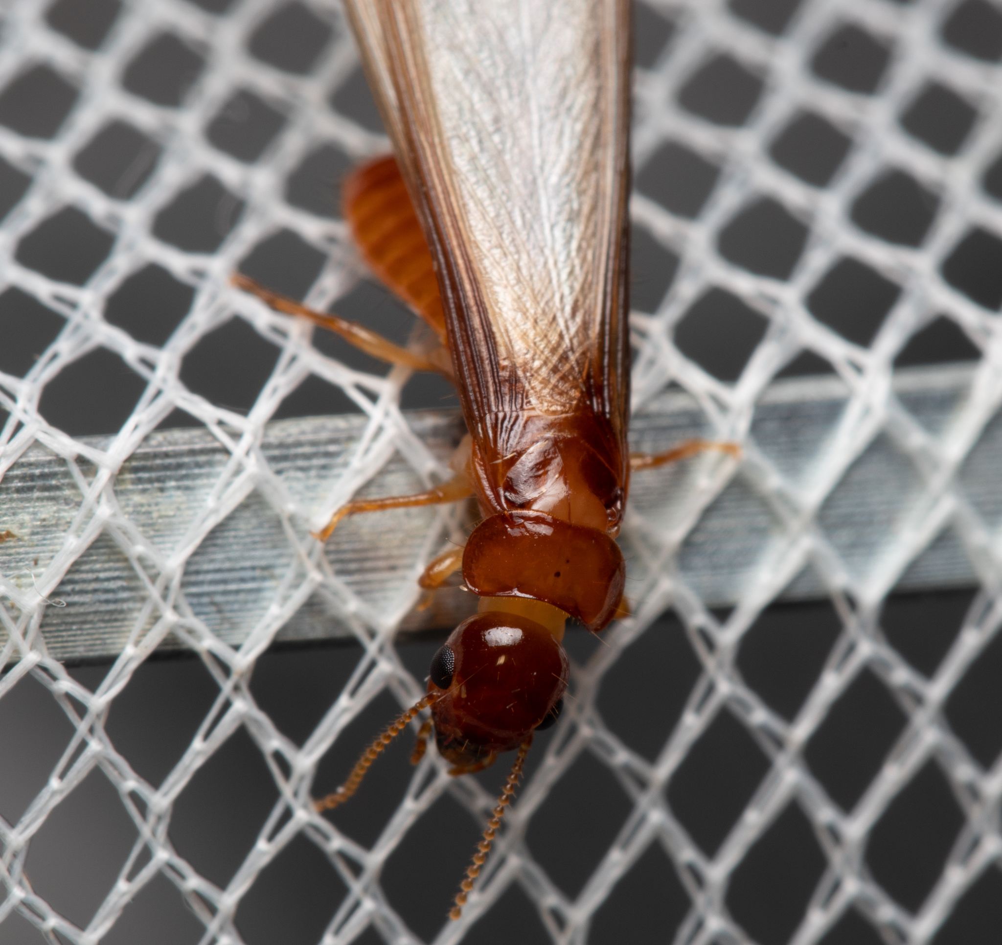 Neotermes insularis