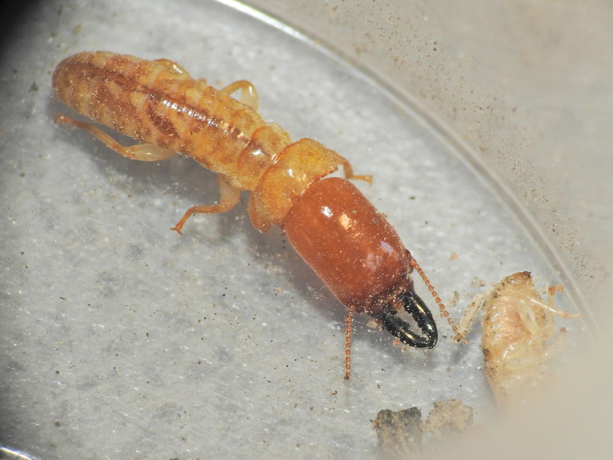Neotermes insularis