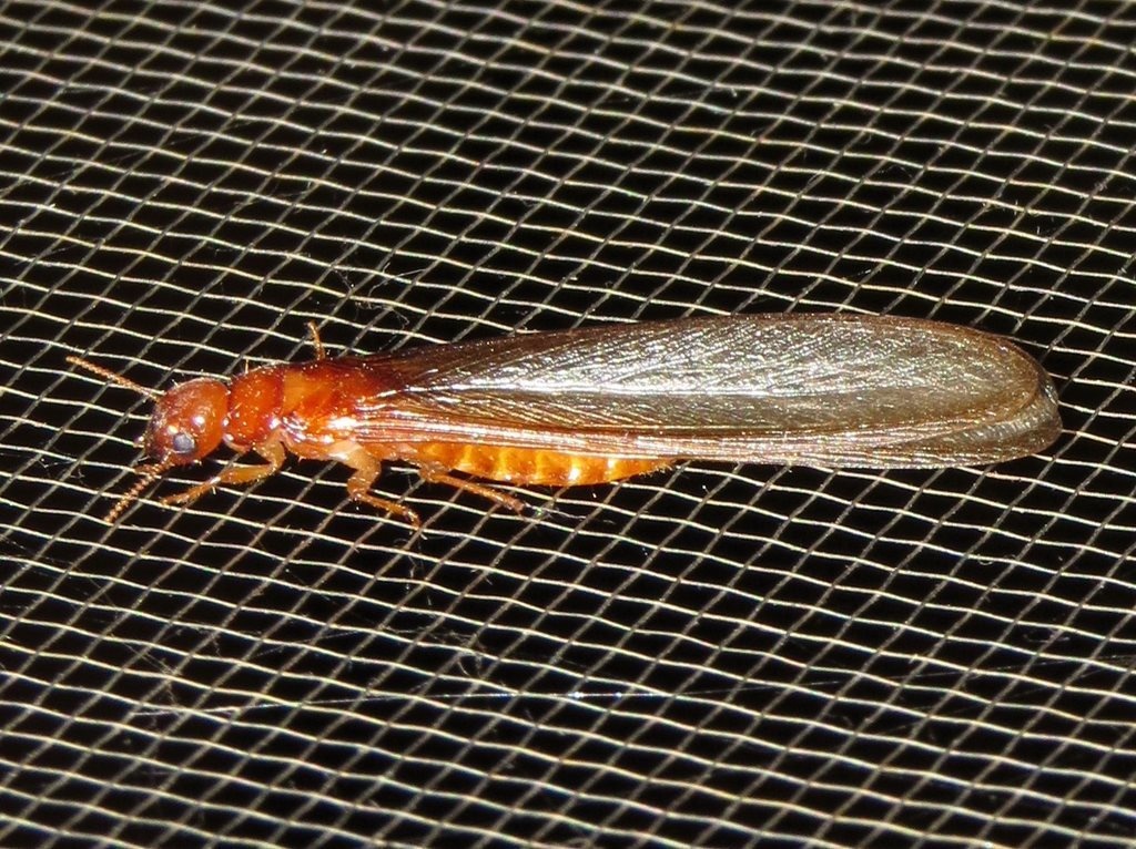 Neotermes insularis