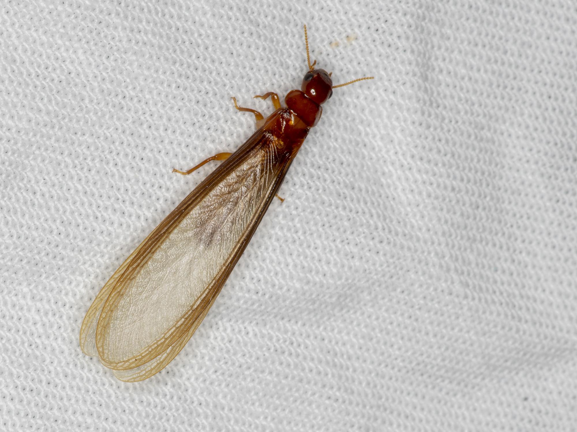 Neotermes insularis
