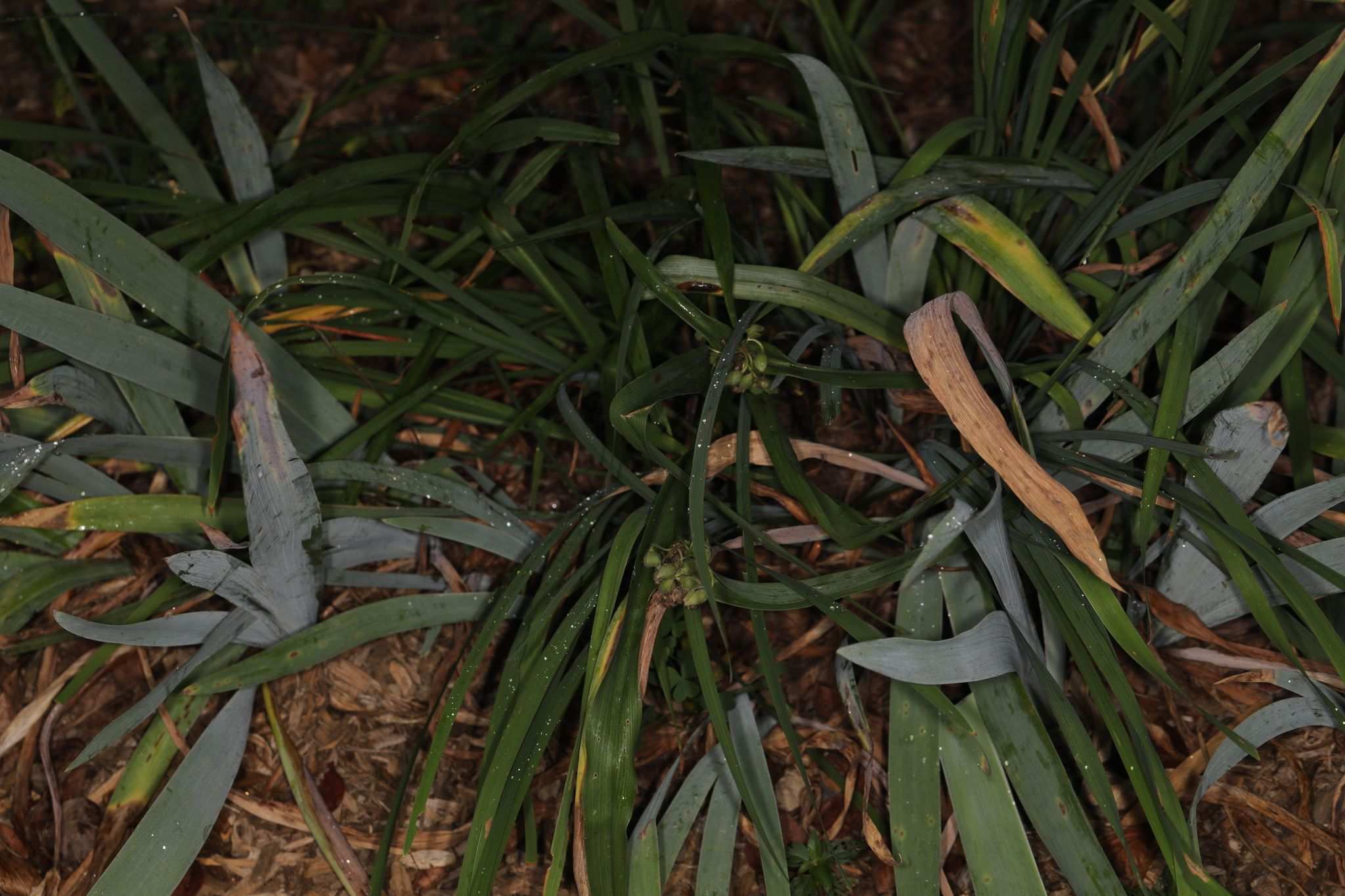 Cladosporium iridis