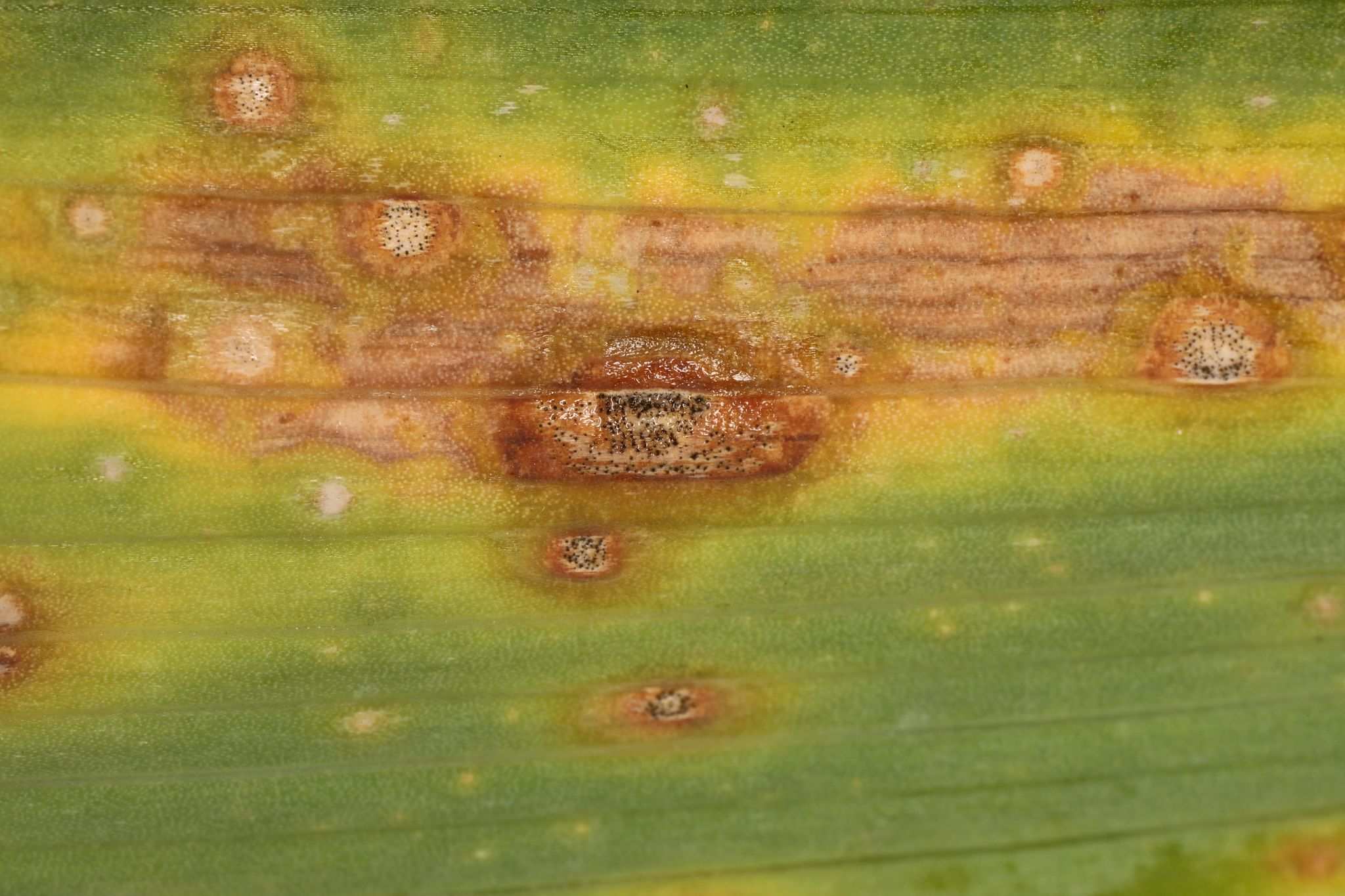 Cladosporium iridis