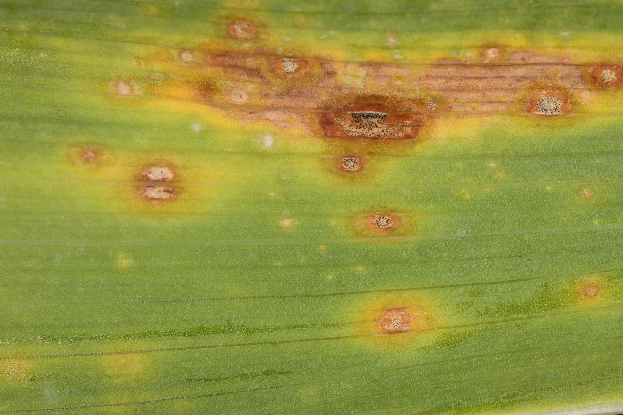 Cladosporium iridis