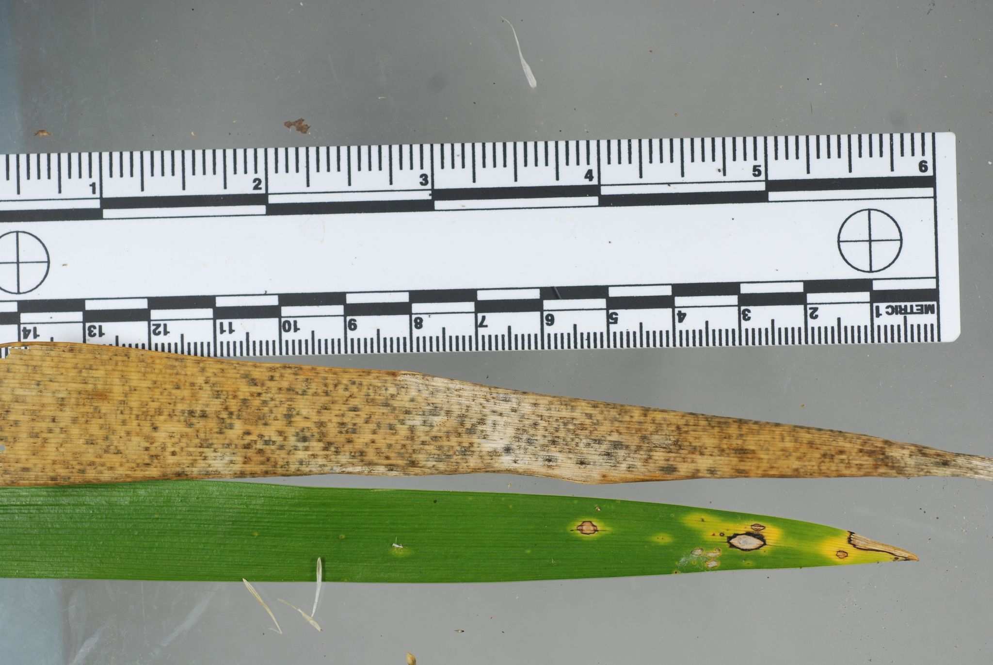 Cladosporium iridis