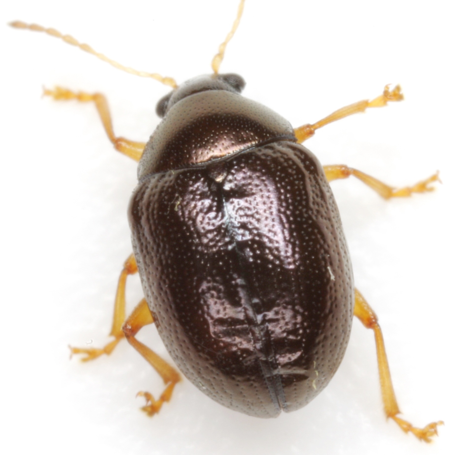 Brachypnoea
