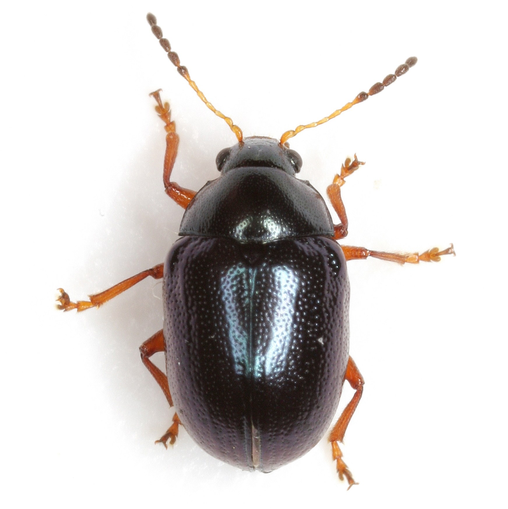 Brachypnoea