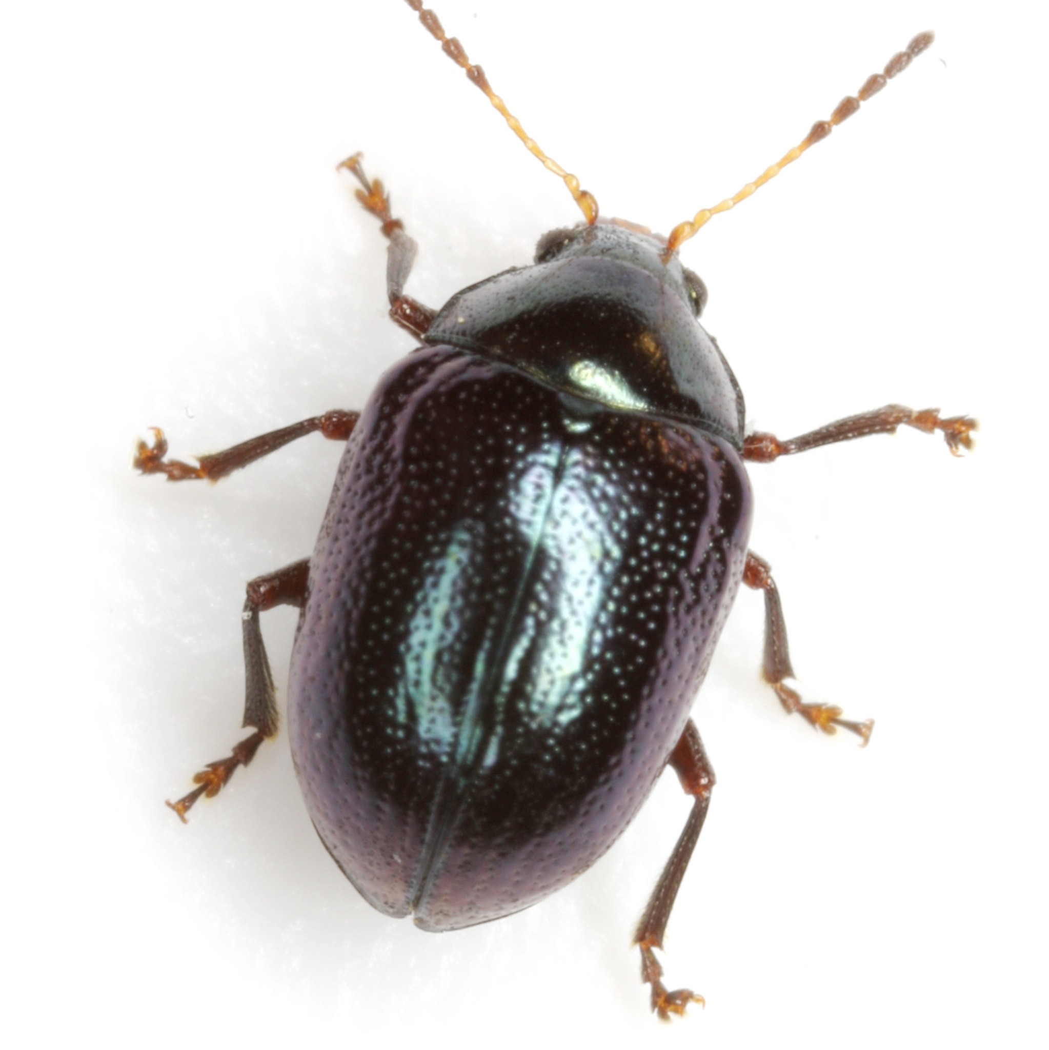 Brachypnoea