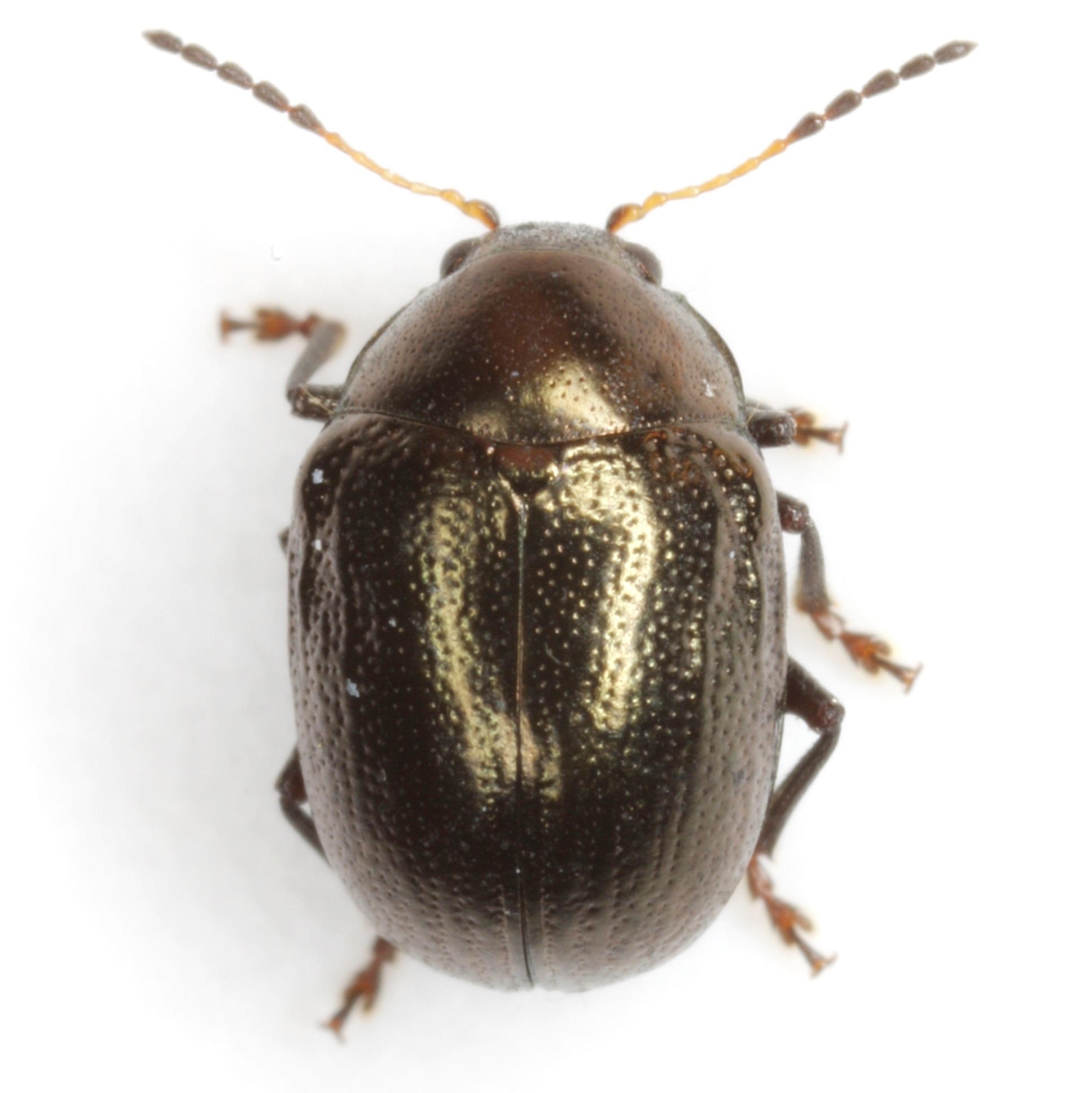 Brachypnoea