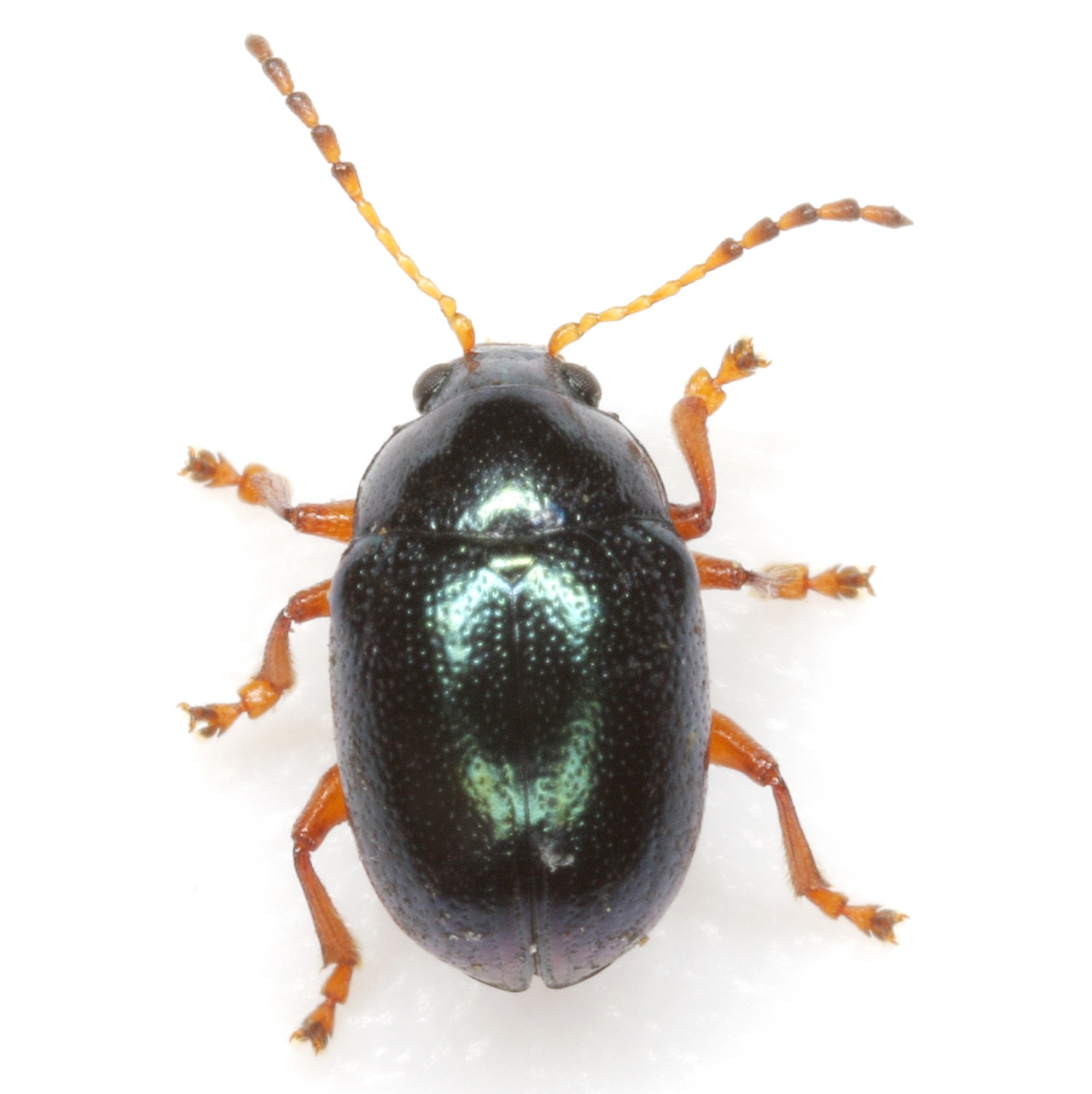 Brachypnoea