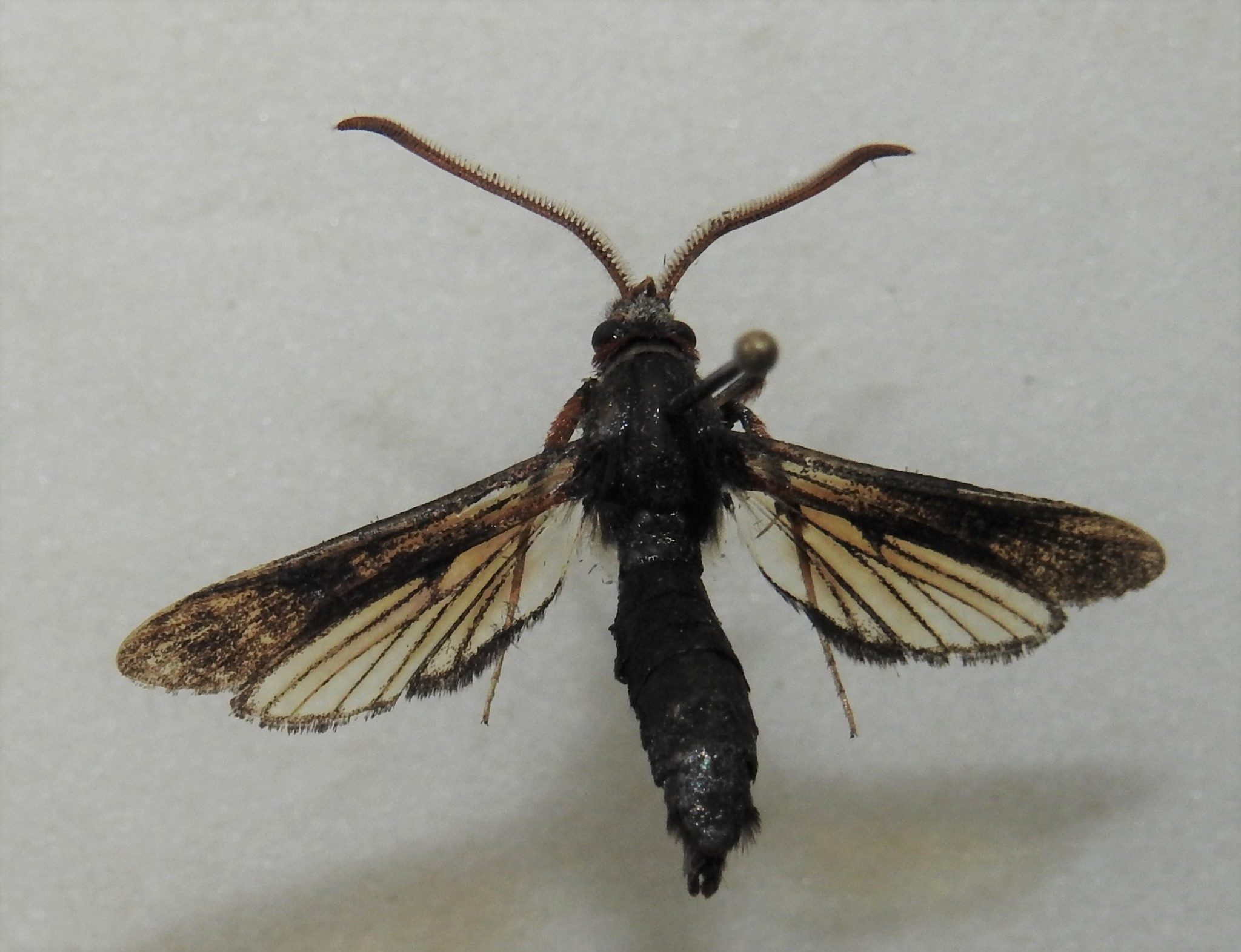Podosesia syringae
