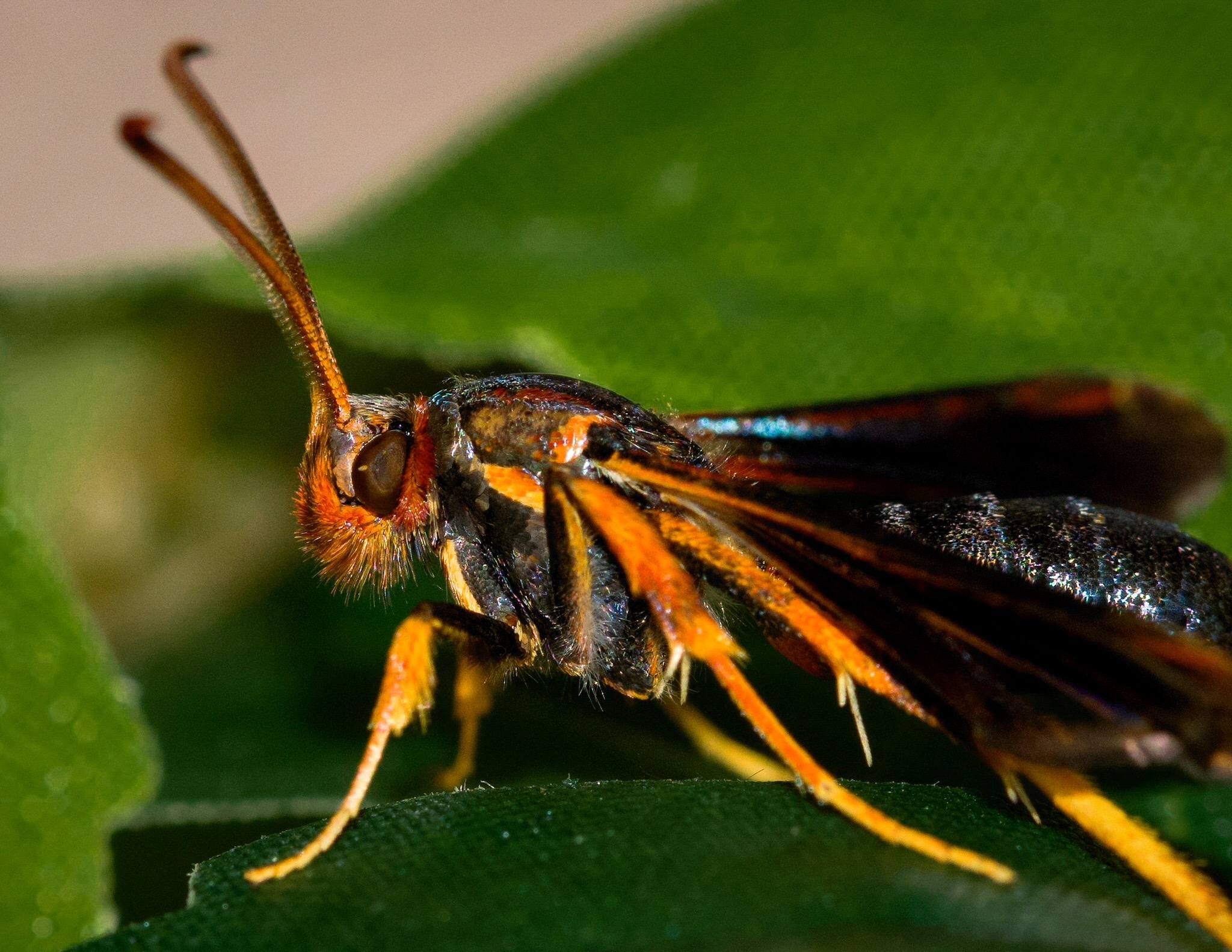 Podosesia syringae