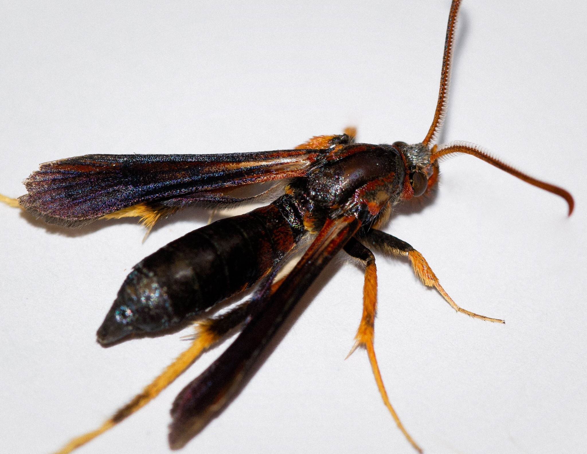 Podosesia syringae