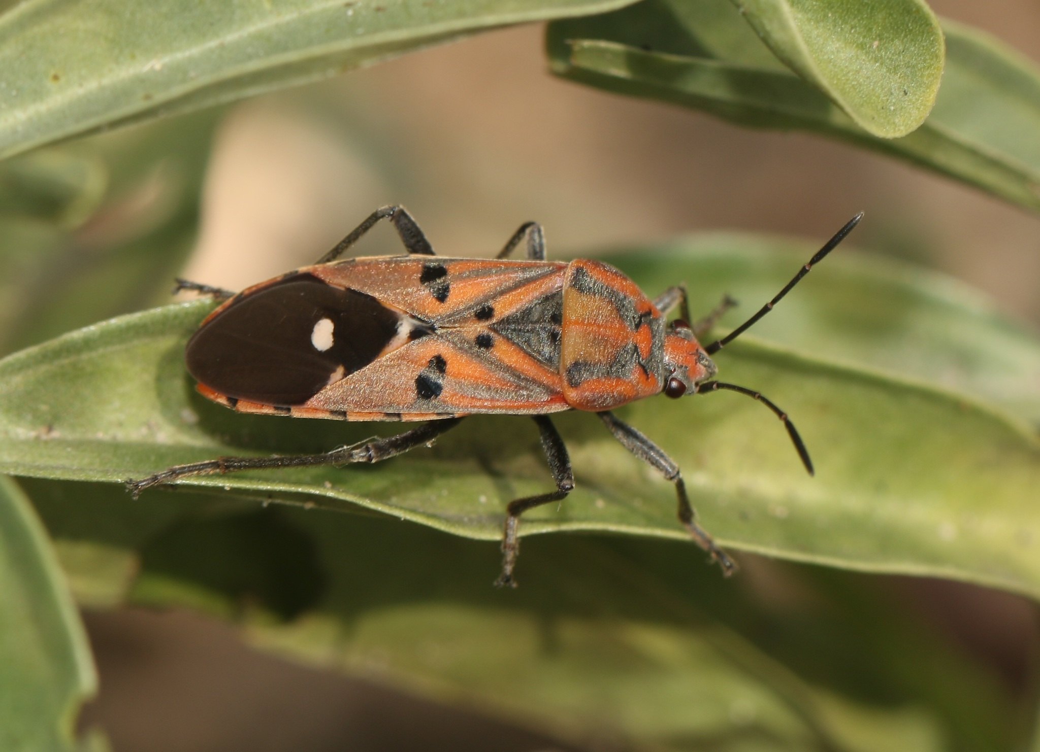 Spilostethus pandurus