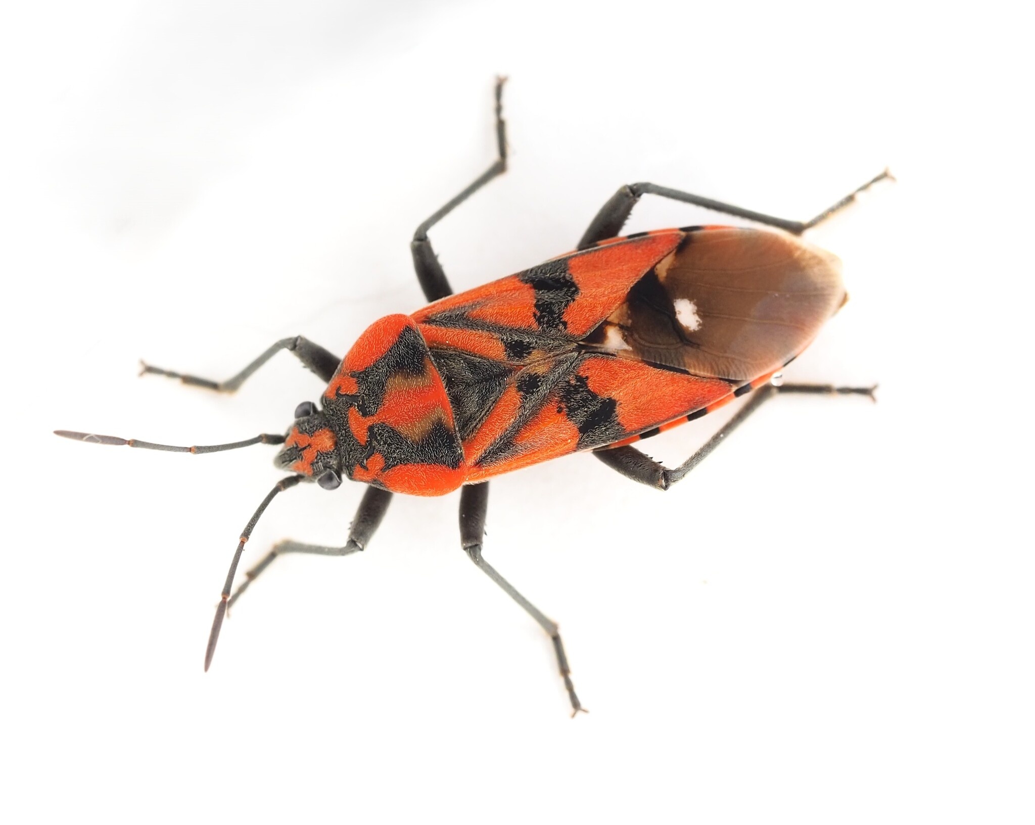 Spilostethus pandurus