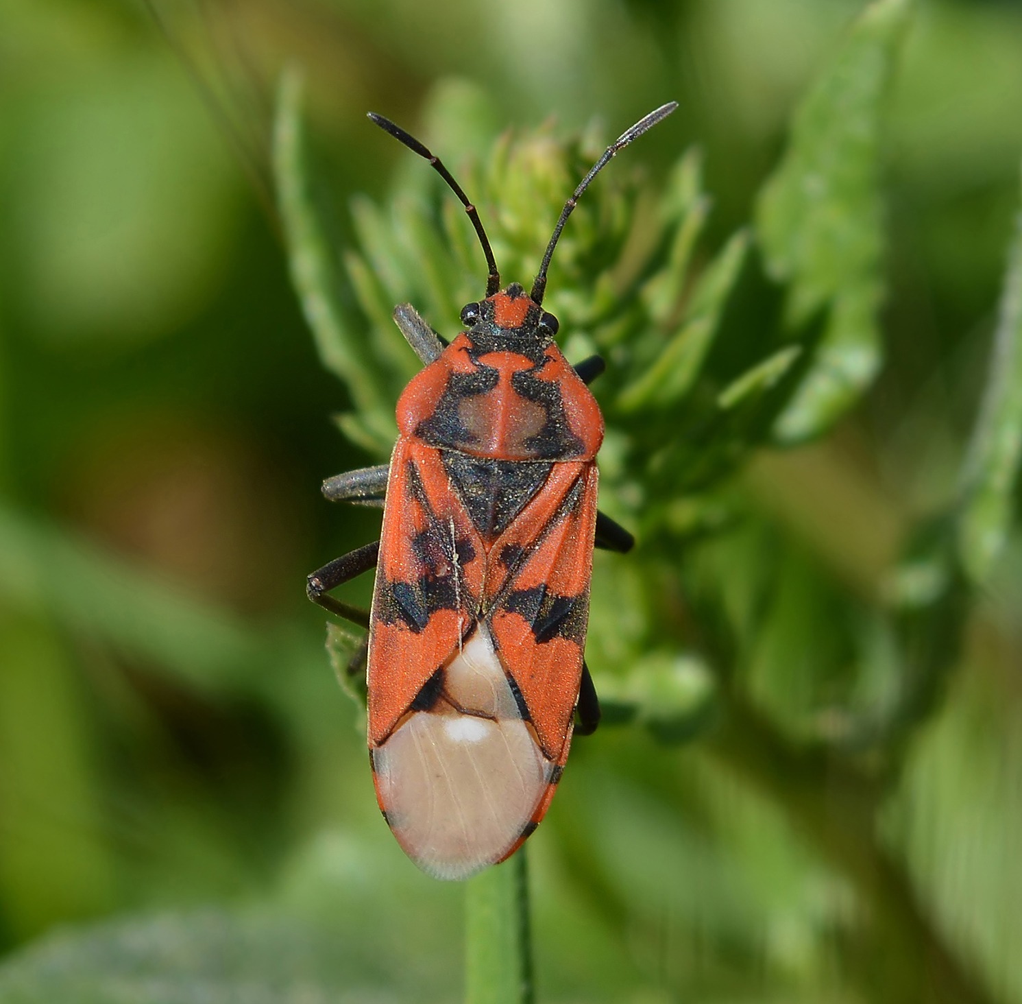 Spilostethus pandurus