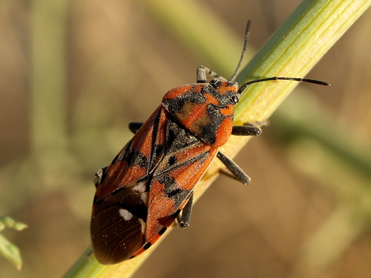 Spilostethus pandurus