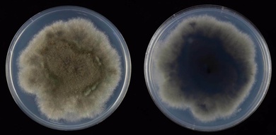 Exserohilum rostratum