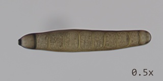 Exserohilum rostratum