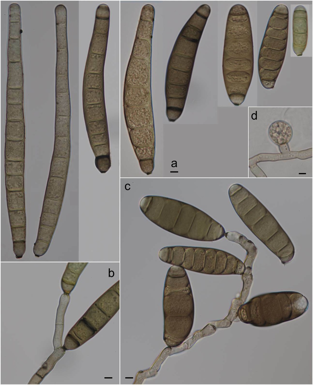 Exserohilum rostratum