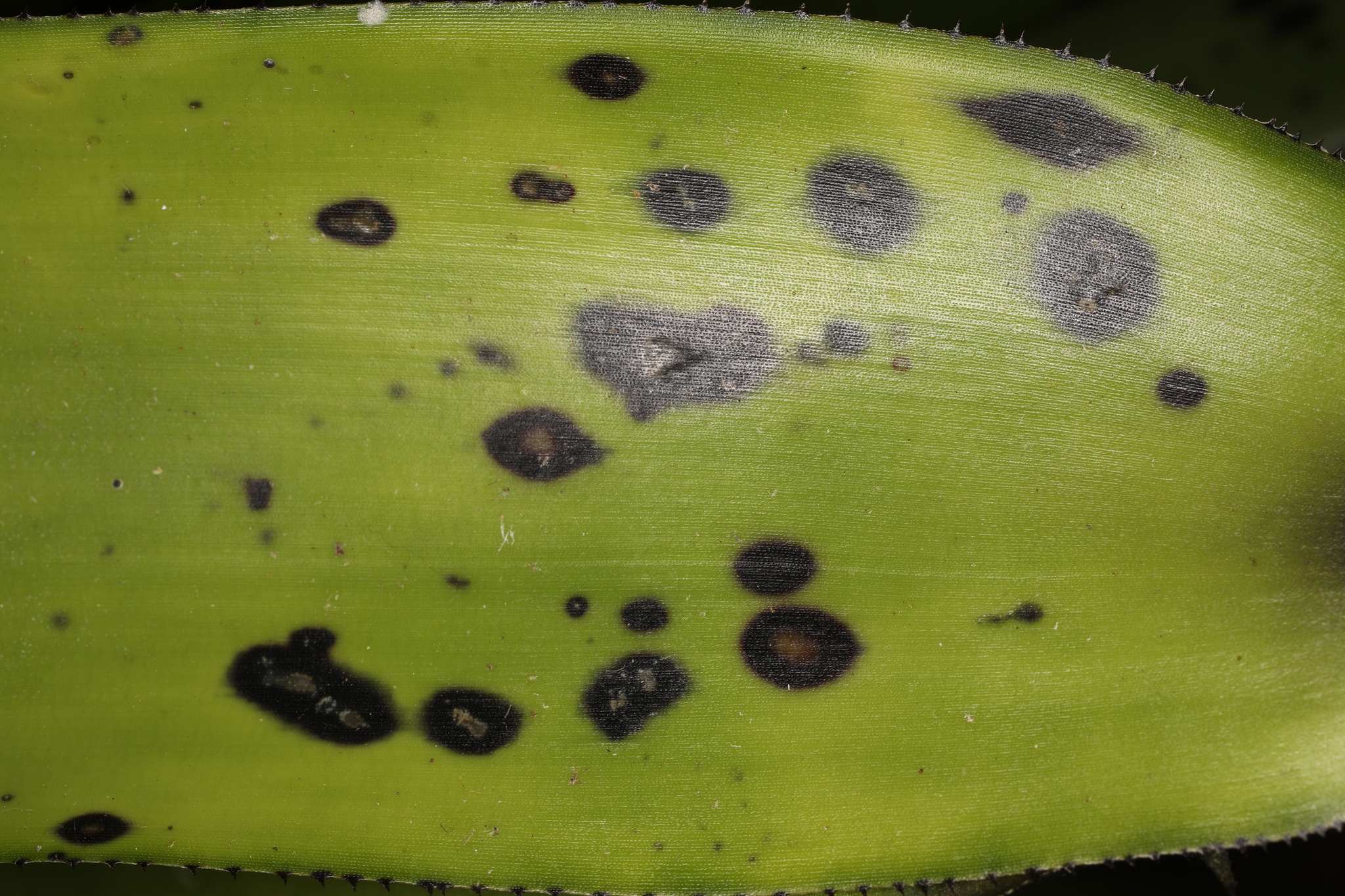Exserohilum rostratum