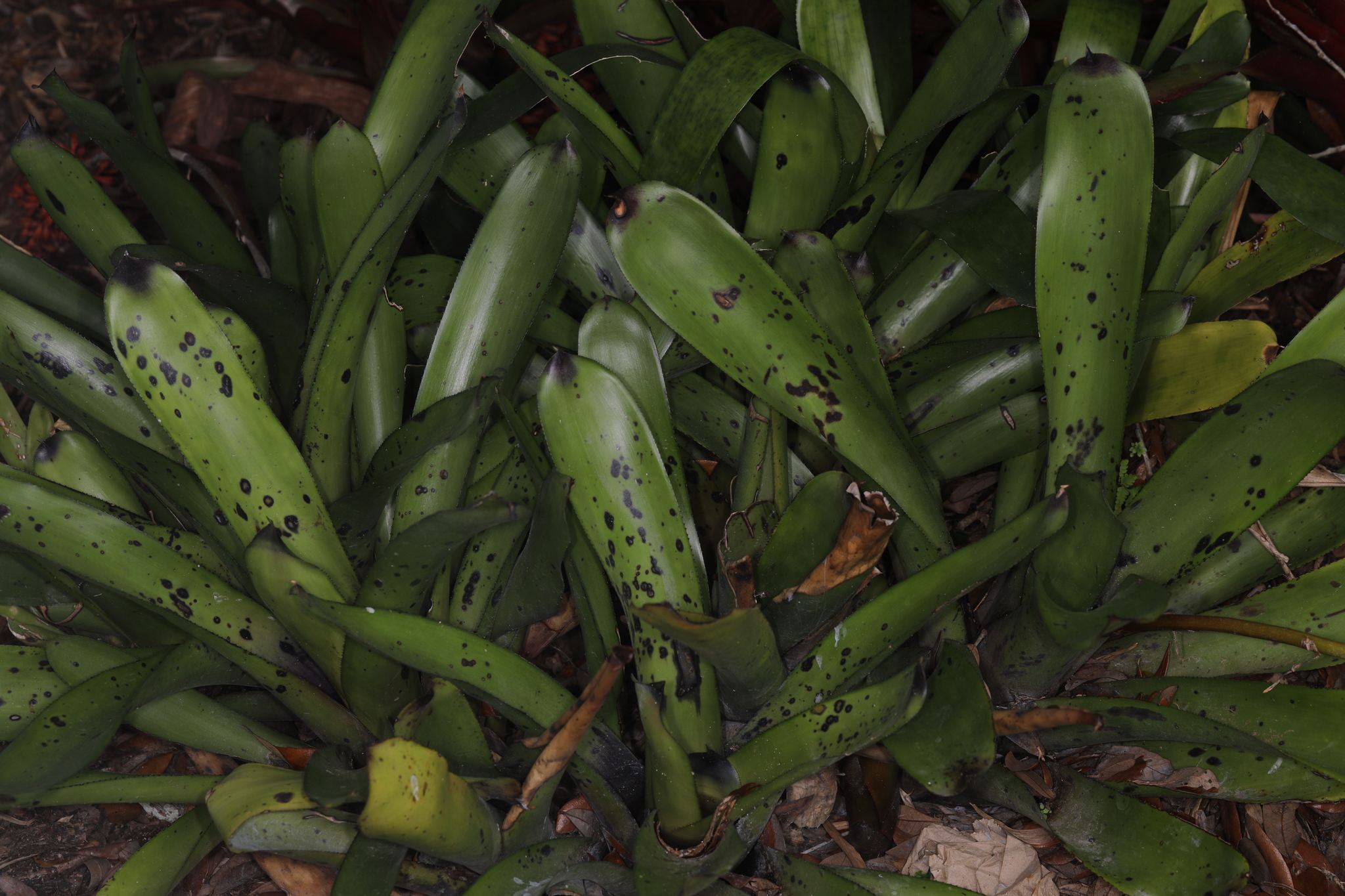 Exserohilum rostratum