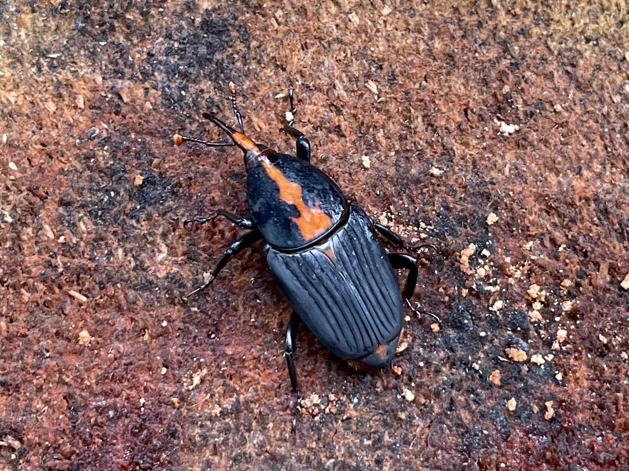 Rhynchophorus vulneratus
