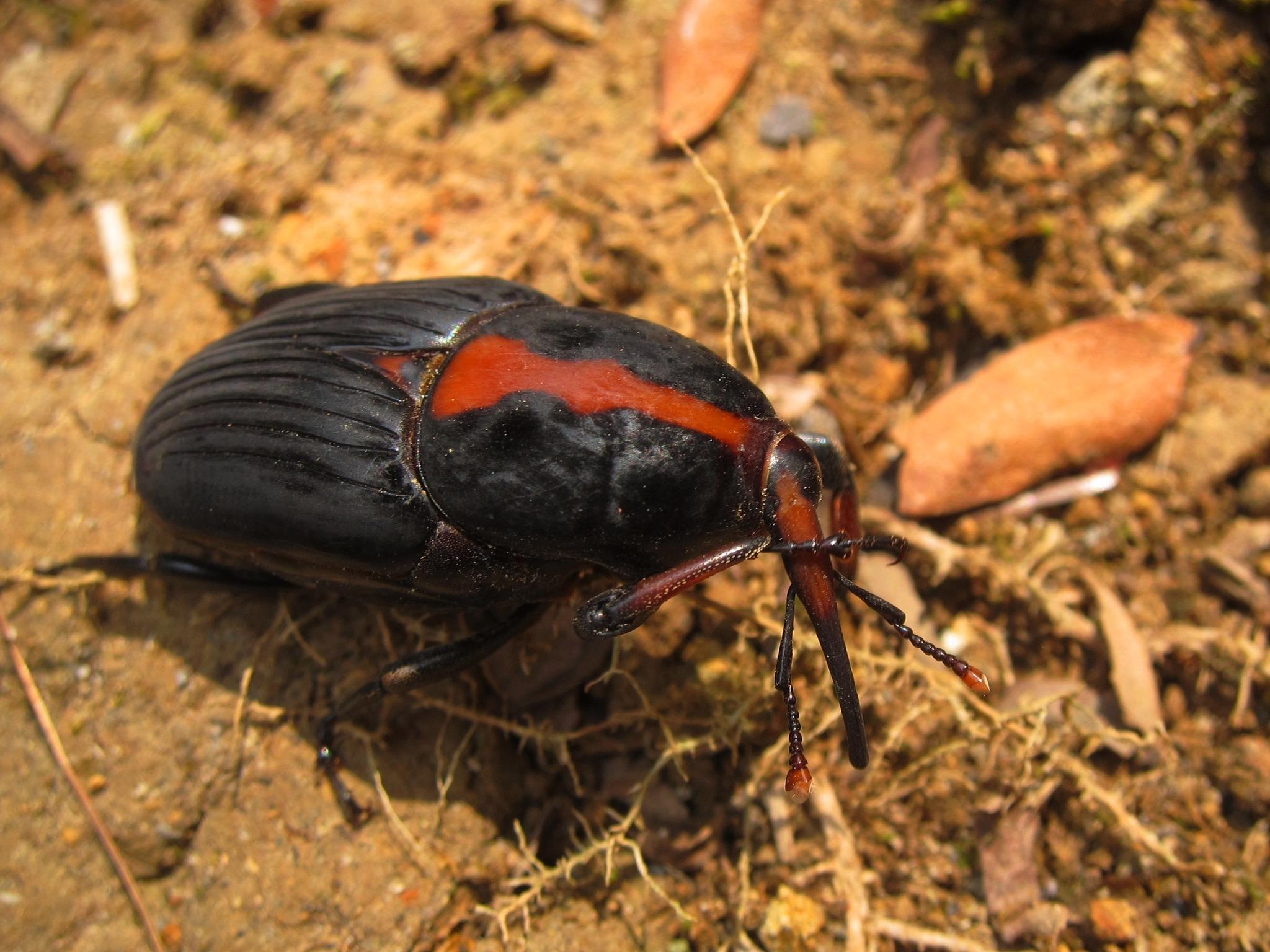 Rhynchophorus vulneratus