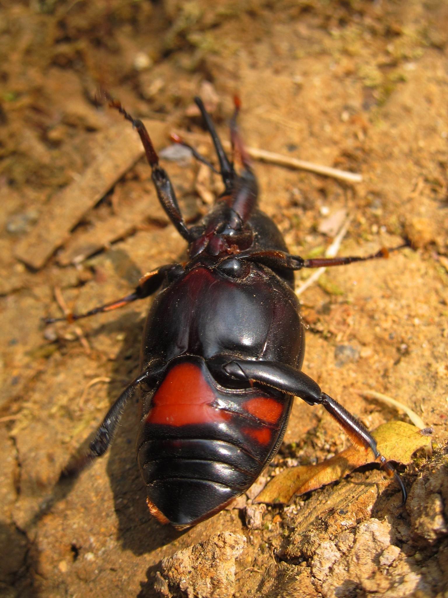 Rhynchophorus vulneratus